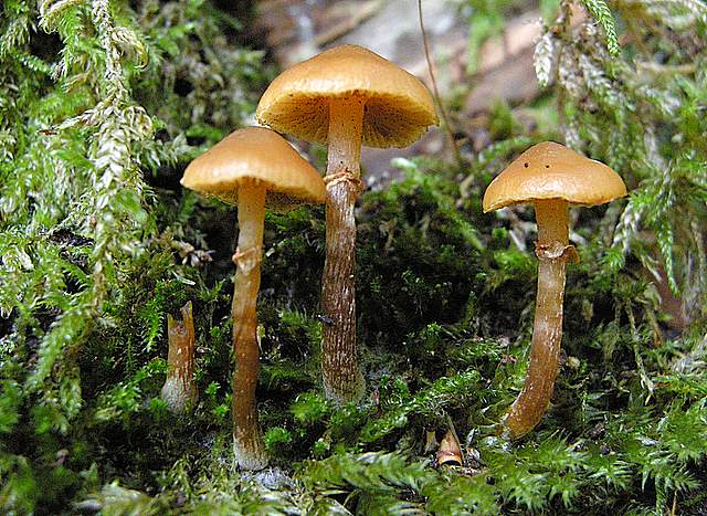 Galerina spec.  Cod.: 0260-07